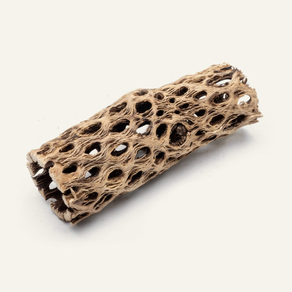 Cholla - Chain Fruit Driftwood - 4 Inch