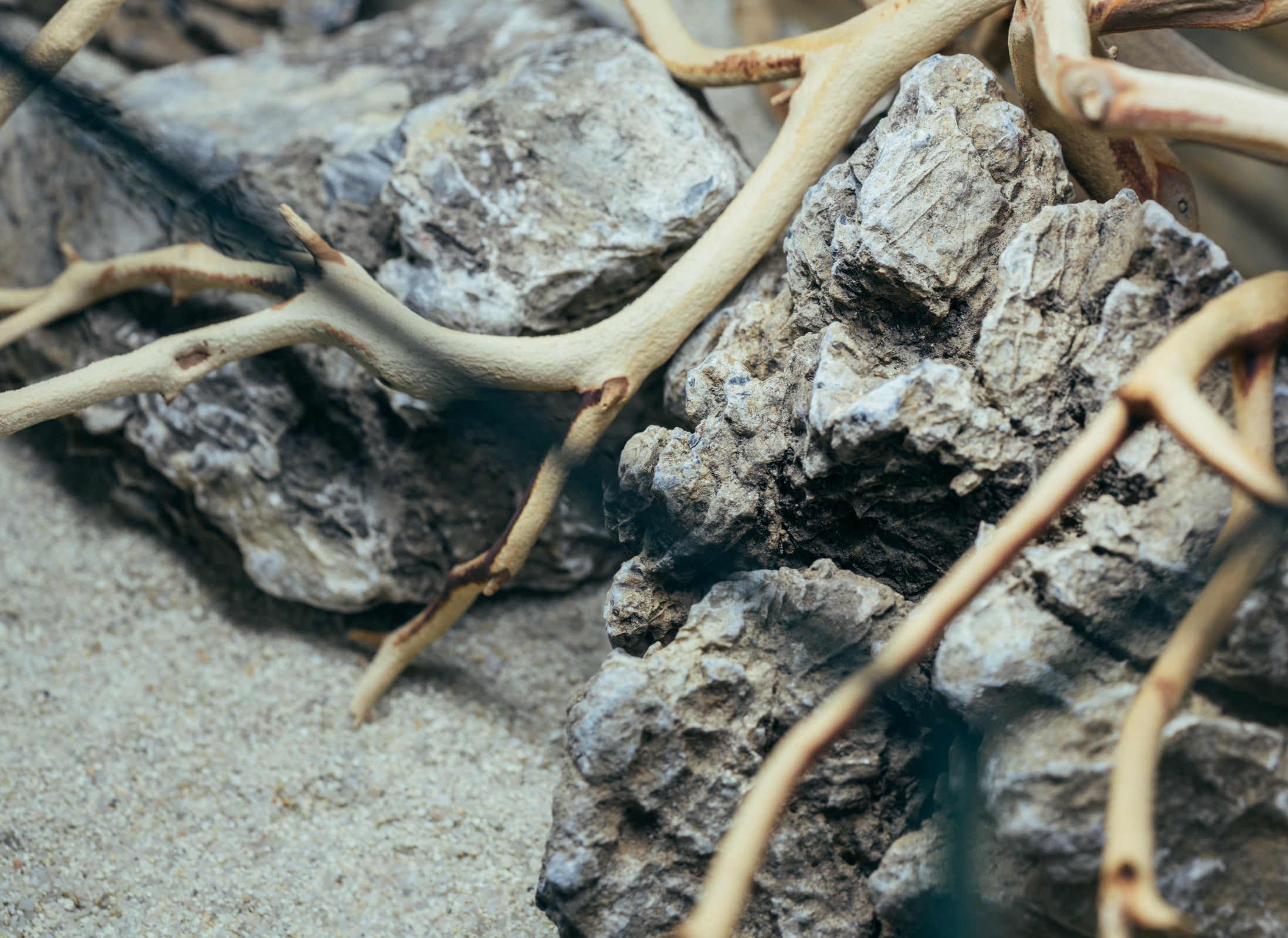 Sandblasted Manzanita Driftwood