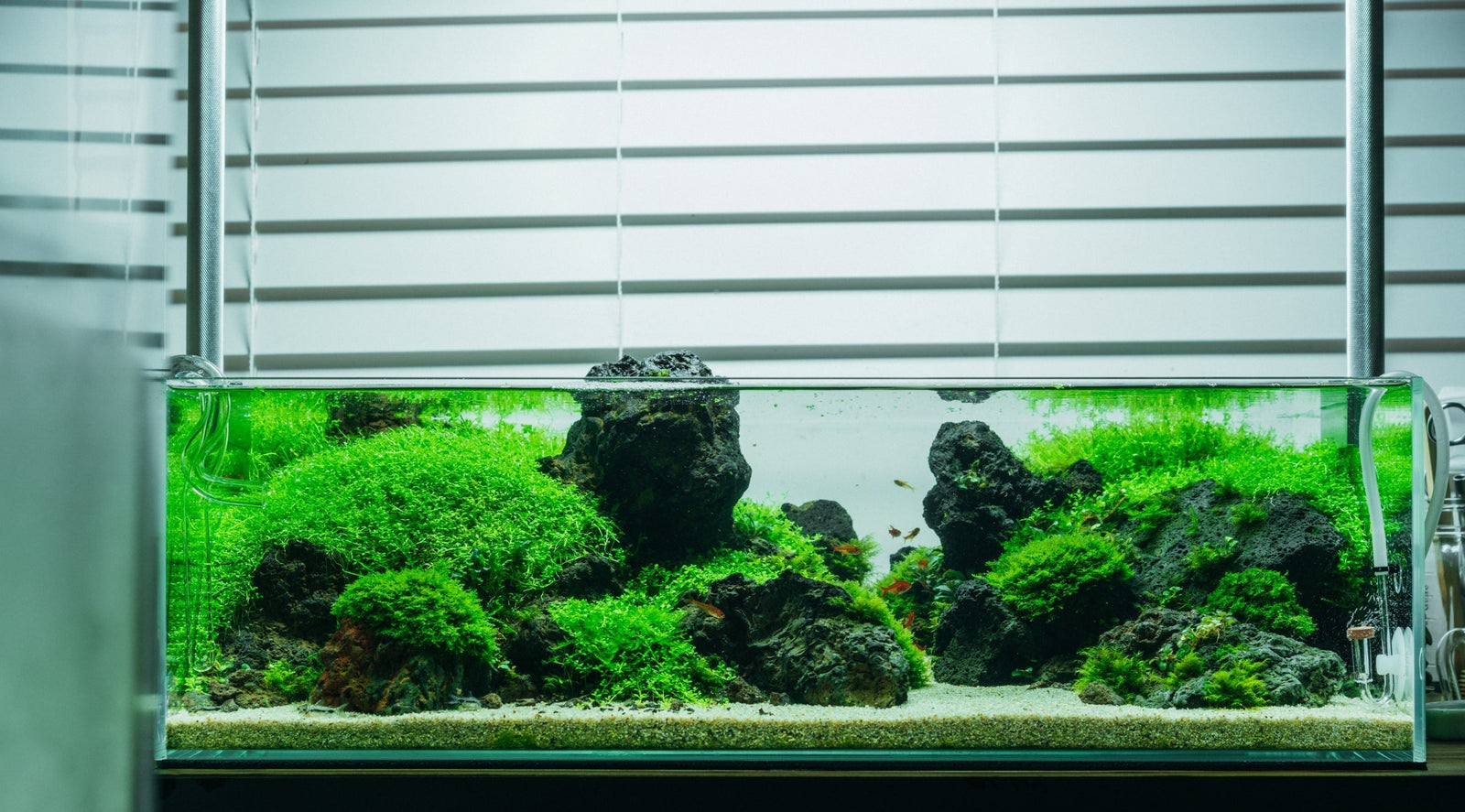 Aquarium Tanks
