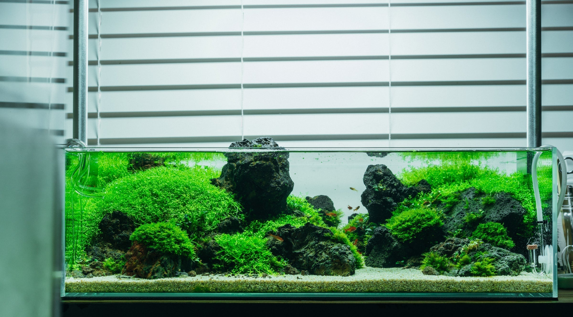 Rimless Shallow Glass Aquarium Tank