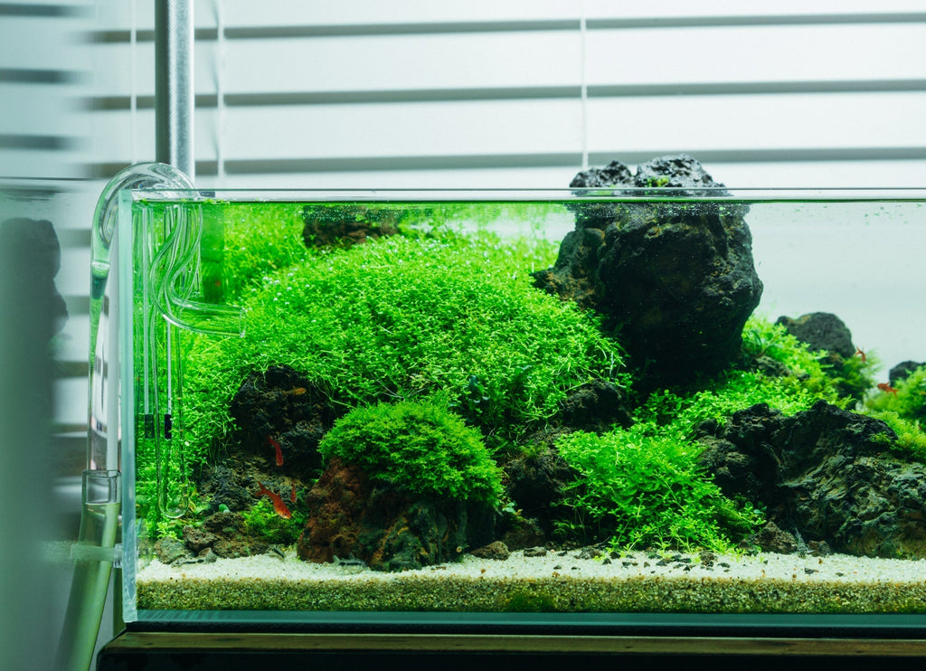 Rimless Shallow Glass Aquarium Tank