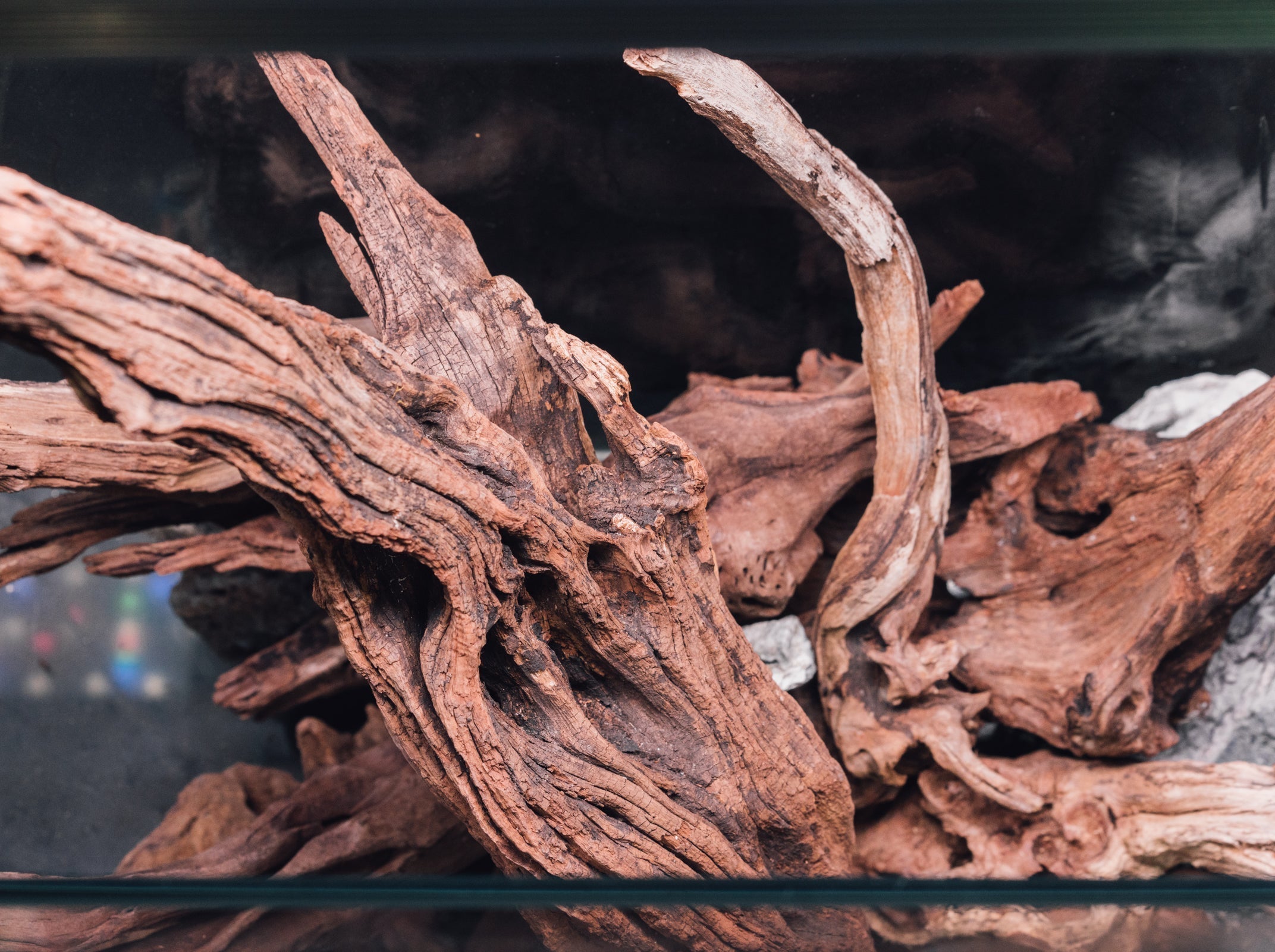 Pacific Driftwood Stump