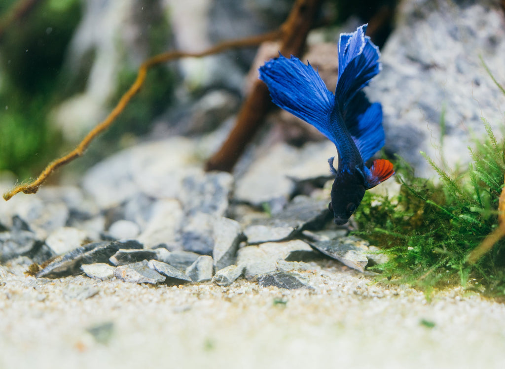 Seiryu Stone Accent Rocks