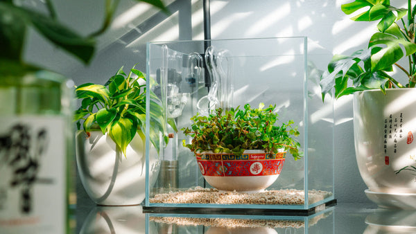 Aquarium Decoration Kits