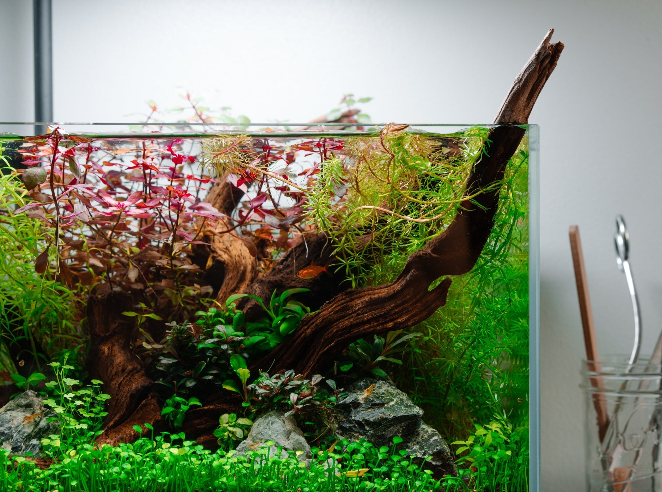 Pacific Driftwood Stump