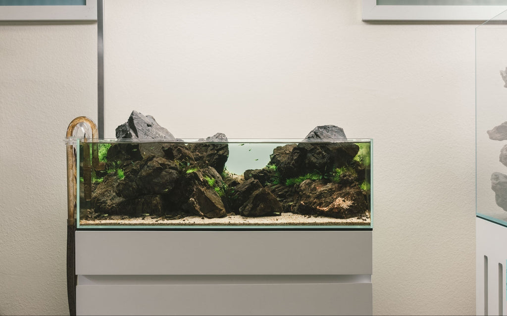 Rimless Shallow Glass Aquarium Tank
