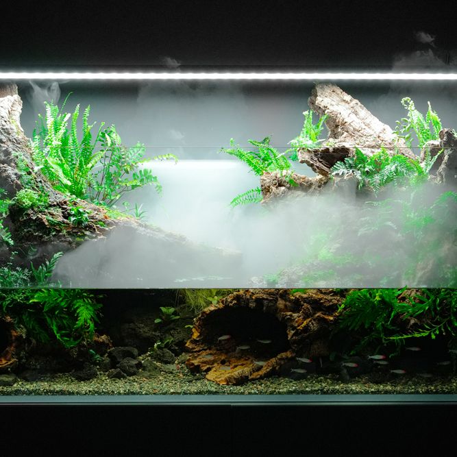 Aquarium Tanks