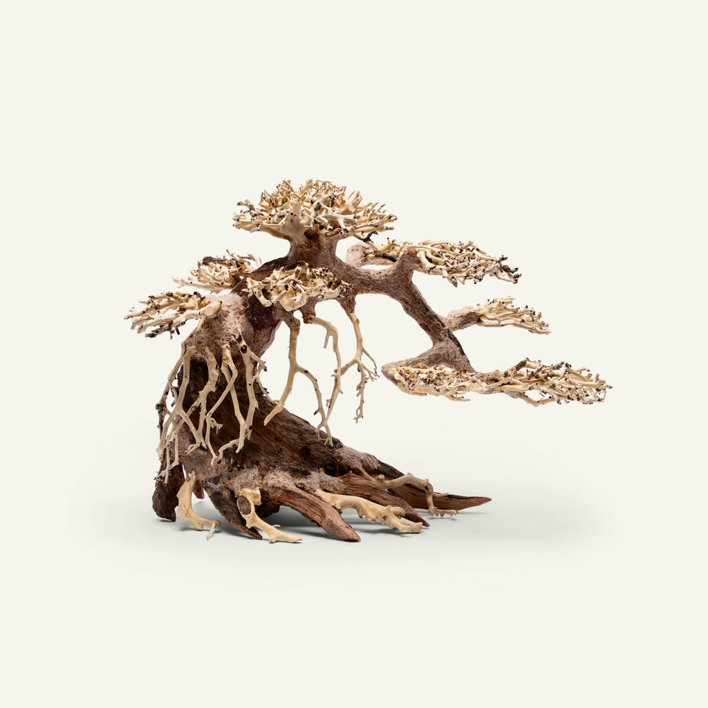 Aquascaping Bonsai Driftwood 021