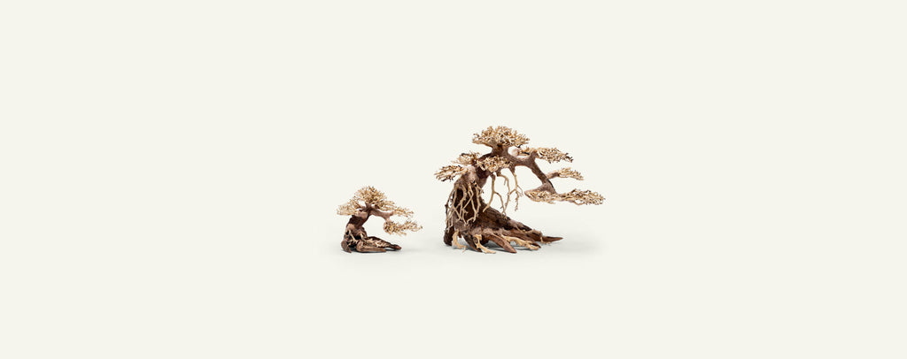 Aquascaping Bonsai Driftwood 021