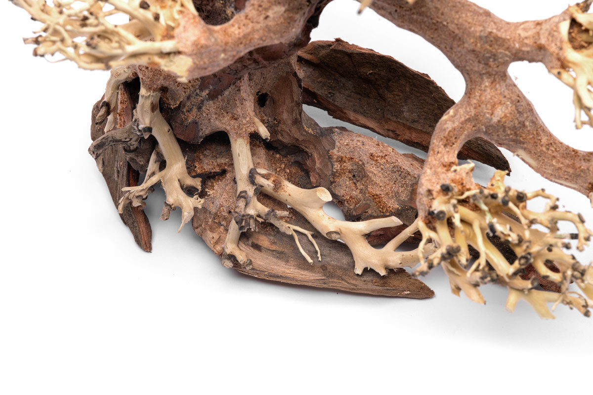 Aquascaping Bonsai Driftwood 021