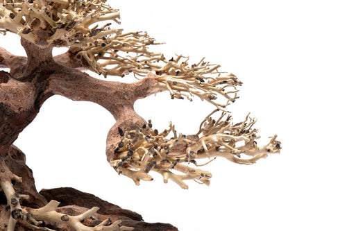 Aquascaping Bonsai Driftwood 021