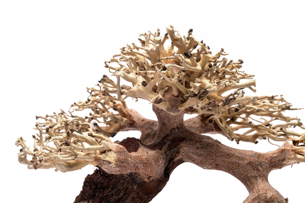 Aquascaping Bonsai Driftwood 021